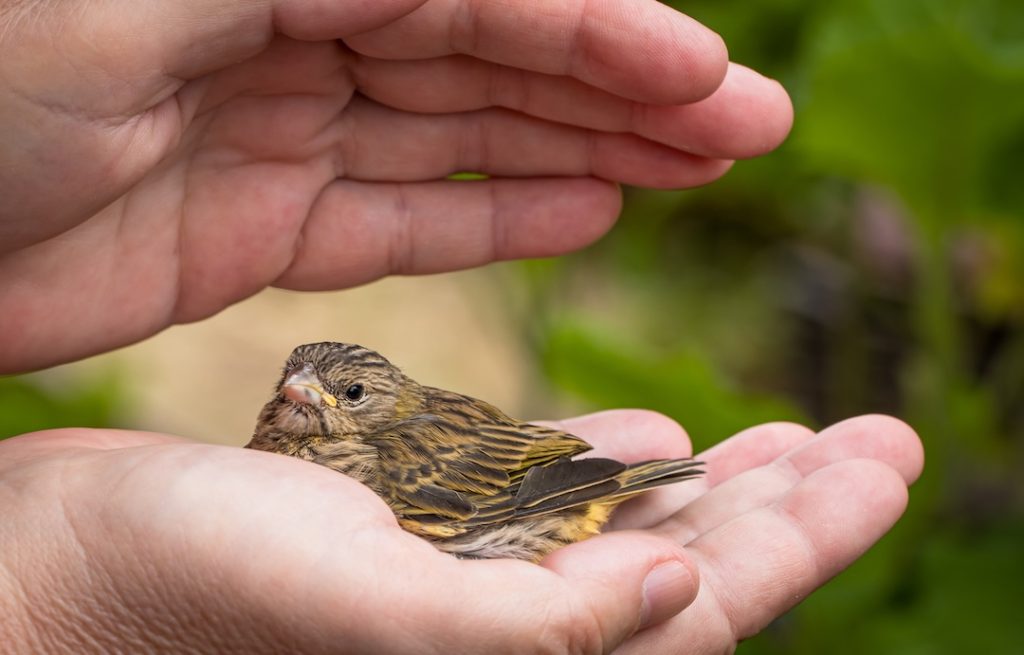 A tiny bird in hand receiving Reiki