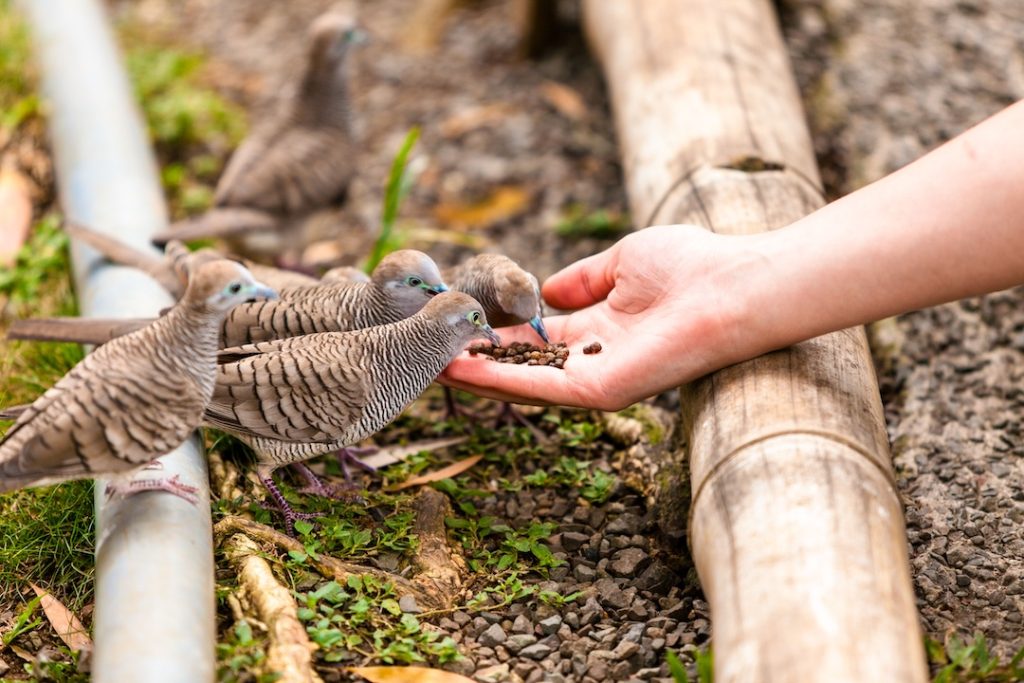 A person's hand full of seed feeding a group of birds perched atop a wooden fence post
